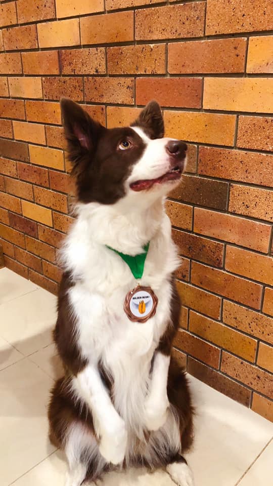 A brown and white dog sitting against a brick wall, wearing a green collar with a round dog medal.